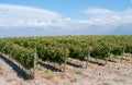 Vineyards of Mendoza, Argentina Royalty Free Stock Photo