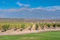 Vineyards of Mendoza, Argentina