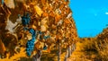 Vineyards of Mendoza in autumn colors, Argentina Royalty Free Stock Photo