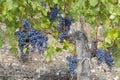 Vineyards with Merlot near Chateau Dauzac, Margaux, Medoc, Bordeaux, Aquitaine, France Royalty Free Stock Photo