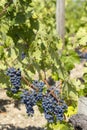 Vineyards with Merlot near Chateau Dauzac, Margaux, Medoc, Bordeaux, Aquitaine, France Royalty Free Stock Photo