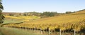 Fall Morning Colors of Vineyards in the Mid Willamette Valley, Marion County, Western Oregon Royalty Free Stock Photo