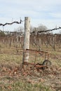 Missouri Wine Grape Canes 2023 XV Royalty Free Stock Photo
