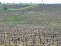 Vineyards in Moldova, Cricova