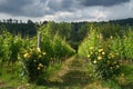 Vineyards of Monferrato near Gavi, Italy