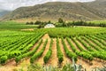 Vineyards of Montagu