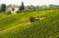 Vineyards of Montalcino (Tuscany) Royalty Free Stock Photo