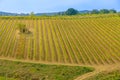 vineyards of Montalcino village of Tuscany Royalty Free Stock Photo