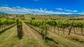 Vineyards in Montefalco - Umbria - Italy