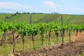 Vineyards in Moravia