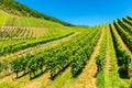 Vineyards in Mosel Valley Germany