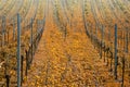 Autumn in the vineyards Royalty Free Stock Photo