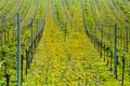 Spring in the vineyards Royalty Free Stock Photo