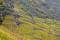 vineyards in Moselle River Valley, Rheinland Pfalz, Germany Royalty Free Stock Photo