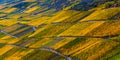 Vineyards in the Moselle Valley in bright autumn colors and sunlight Royalty Free Stock Photo