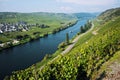 Vineyards of the Moselle Valley in Germany Royalty Free Stock Photo