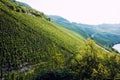 Vineyards of the Moselle Valley in Germany Royalty Free Stock Photo