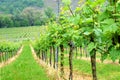 Vineyards at the Moselle Valley, Germany Royalty Free Stock Photo