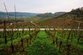 Vineyards of the Moselle Valley in Luxembourg