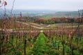 Vineyards of the Moselle Valley in Luxembourg