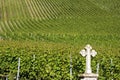 Vineyards on the Moselle wine village, Germany Royalty Free Stock Photo