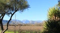 Vineyards. Mountain View With Aloe Vera And oliver Tree Royalty Free Stock Photo