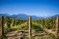 Vineyards with mountain views