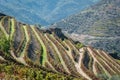 Vineyards on the mountainside Royalty Free Stock Photo