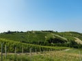 Vineyards of Muscat in the Western Langhe near Neive, Piedmont -