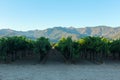 View of beautiful Vineyards of Napa Valley inCalifornia Royalty Free Stock Photo