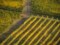 Vineyards in Naramata, British Columbia, Canada