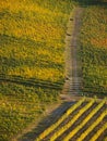 Vineyards in Naramata, British Columbia, Canada