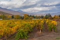 Vineyards near Alushta city at fall season - Crimean peninsula