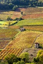 Vineyards near Beaujeu