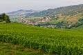 vineyards near Chasselas, Burgundy, France Royalty Free Stock Photo