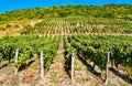Vineyards near Chateau Chalon in France Royalty Free Stock Photo