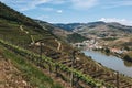 Vineyards near Duoro river in Pinhao, Portugal Royalty Free Stock Photo