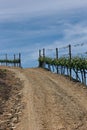 Vineyards near Duoro river in Pinhao, Portugal Royalty Free Stock Photo