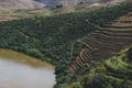 Vineyards near Duoro river in Pinhao, Portugal Royalty Free Stock Photo