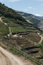 Vineyards near Duoro river in Pinhao, Portugal Royalty Free Stock Photo