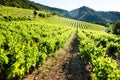 vineyards near Gigondas, Provence, France Royalty Free Stock Photo