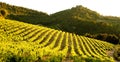 vineyards near Gigondas, Provence, France Royalty Free Stock Photo