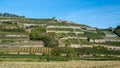 Vineyards near Ihringen, Kaiserstuhl. Breisgau, Baden-Wuerttemberg, Germany, Europe Royalty Free Stock Photo