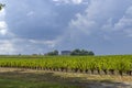 Vineyards near Margaux (Chateau Margaux), Bordeaux, Aquitaine, France