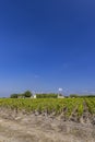 Vineyards near Margaux (Chateau Margaux), Bordeaux, Aquitaine, France