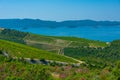 Vineyards near peljesac bridge in Croatia