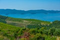 Vineyards near peljesac bridge in Croatia