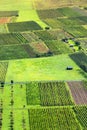 Vineyards near Piesport Niederemmel Royalty Free Stock Photo