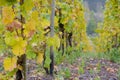 vineyards near Pommern, Rheinland Pfalz, Germany Royalty Free Stock Photo