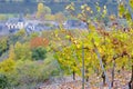vineyards near Pommern, Rheinland Pfalz, Germany Royalty Free Stock Photo